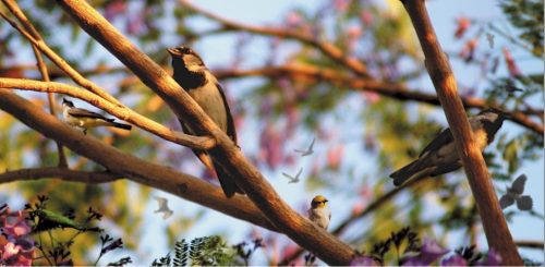 birds big
