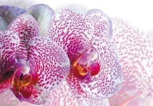 Orchid 2 Scenic Panels Replacement Light Covers