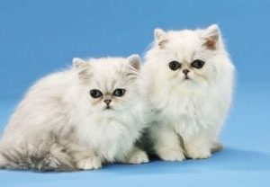 Persian Kittens Scenic Panels Replacement Light Covers