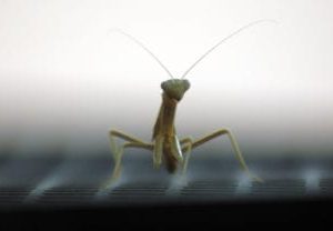Praying Mantis Scenic Panels Replacement Light Covers