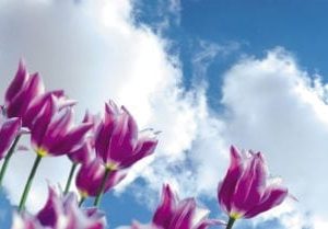 purple tulips sky scapes 1440 x720 cmyk 416x209