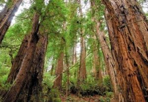 Redwood Scenic Panels Replacement Light Covers
