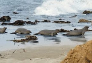 Sea Lions Scenic Panels Replacement Light Covers