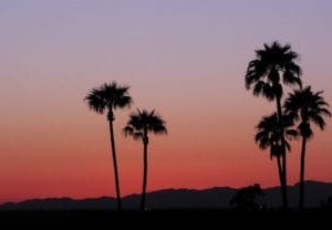 Summer Palms Scenic Panels Replacement Light Covers