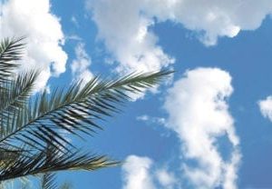 Tropical Palm Scenic Panels Replacement Light Covers
